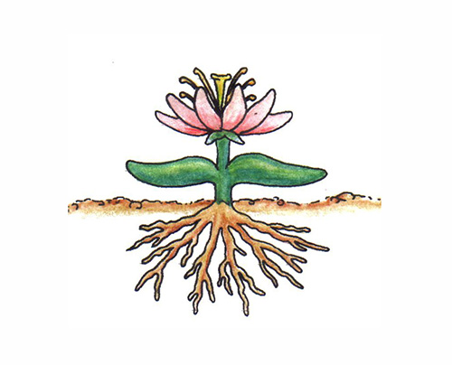 Weiterbildung zur Beckenboden-Trainerin Beckenboden-Nachschulung für Präventionskurse