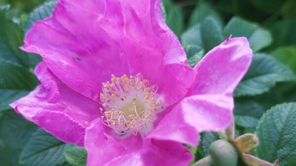 Phytotherapie in Schwangerschaft und Wochenbett